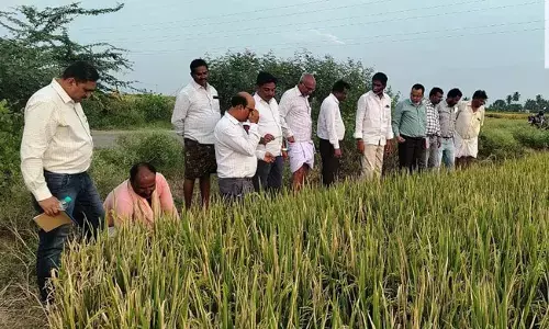 ಬಳ್ಳಾರಿ | ಭತ್ತದ ಬೆಳೆಯಲ್ಲಿ ದುಂಡಾಣು ಎಲೆ ಚುಕ್ಕಿ ರೋಗ ನಿರ್ವಹಣೆಗೆ ಮುಂಜಾಗ್ರತಾ ಕ್ರಮವಹಿಸಲು ಸಲಹೆ