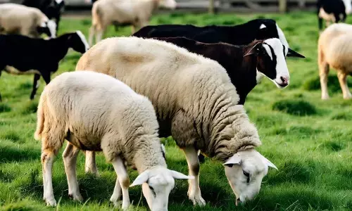 ಕಲಬುರಗಿ | ಕುರಿ, ಮೇಕೆ ಸಾಕಾಣಿಕೆ ತರಬೇತಿಗಾಗಿ ರೈತರಿಂದ ಹೆಸರು ನೋಂದಣಿಗೆ ಸೂಚನೆ