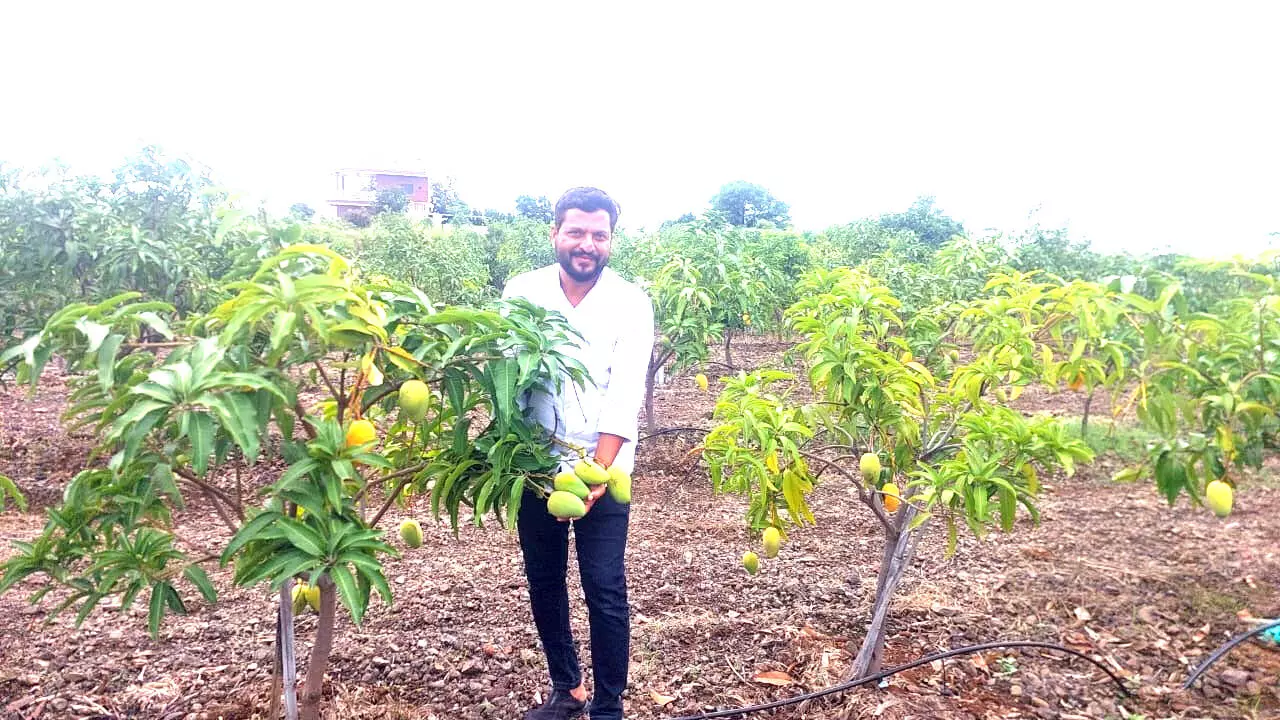 ಕಗ್ಗೋಡದಲ್ಲಿ ಘಮಘಮಿಸುತ್ತಿರುವ ಥಾಯ್ಲೆಂಡ್ ಮಾವು