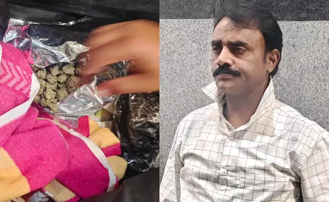 ಮಂಗಳೂರು ವಿಮಾನ ನಿಲ್ದಾಣದಲ್ಲಿ ಹೈಡ್ರೋಫೋನಿಕ್ ಗಾಂಜಾ ಸಾಗಾಟ: ಆರೋಪಿಯ ಬಂಧನ ಮಂಗಳೂರು ವಿಮಾನ ನಿಲ್ದಾಣದಲ್ಲಿ ಹೈಡ್ರೋಫೋನಿಕ್ ಗಾಂಜಾ ಸಾಗಾಟ: ಆರೋಪಿಯ ಬಂಧನ