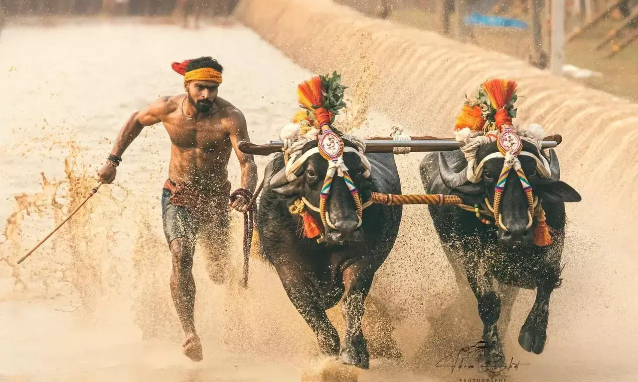 ಮೈಸೂರು, ಬೆಂಗಳೂರು, ಶಿವಮೊಗ್ಗ ಕಂಬಳಕ್ಕೆ ಹೈ ಕೋರ್ಟ್‌ ಗ್ರೀನ್ ಸಿಗ್ನಲ್