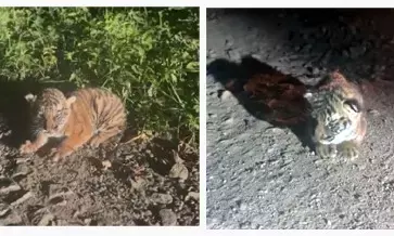 ಚಾಮರಾಜನಗರ | ಪುಣಜನೂರು-ಬೇಡಗುಳಿ ನಡುವೆ ಮೂರು ಹುಲಿಮರಿಗಳ ಪತ್ತೆ; ತಾಯಿಯಿಂದ ಬೇರ್ಪಟ್ಟ ಮರಿಗಳು