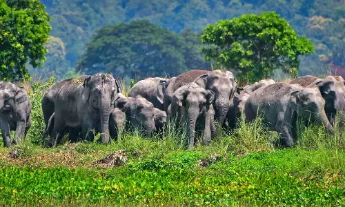 ದೇಶದಲ್ಲೇ ಅತ್ಯಂತ ಹೆಚ್ಚಿನ ಕಾಡಾನೆಗಳು ಕರ್ನಾಟಕದಲ್ಲಿ