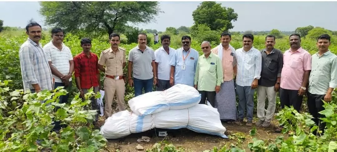 ಯಾದಗಿರಿ | 23 ಲಕ್ಷ ರೂ. ಮೌಲ್ಯದ ಗಾಂಜಾ ಸಸಿಗಳ ವಶ: ಪ್ರಕರಣ ದಾಖಲು