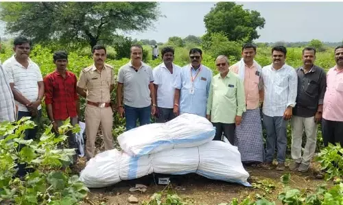 ಯಾದಗಿರಿ | 23 ಲಕ್ಷ ರೂ. ಮೌಲ್ಯದ ಗಾಂಜಾ ಸಸಿಗಳ ವಶ: ಪ್ರಕರಣ ದಾಖಲು