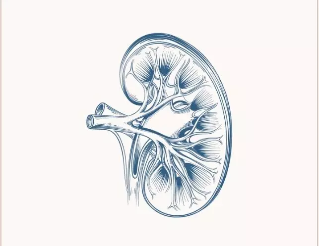 `ಸಾರ್ವತ್ರಿಕ ಕಿಡ್ನಿ ಅಭಿವೃದ್ಧಿ: ವೈದ್ಯಕೀಯ ವಿಜ್ಞಾನದಲ್ಲಿ ಮಹತ್ವದ ಸಾಧನೆ