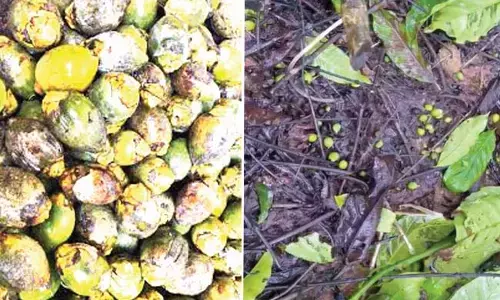 ಚಿಕ್ಕಮಗಳೂರು ಜಿಲ್ಲೆಯ ಮಲೆನಾಡು ಭಾಗದಲ್ಲಿ ಮಳೆ: ಅಡಿಕೆ, ಕಾಫಿ ಬೆಳೆಗೆ ವ್ಯಾಪಿಸಿದ ಕೊಳೆರೋಗ