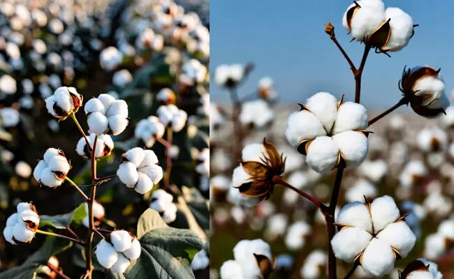 ರಾಯಚೂರು | ಹತ್ತಿ ಮಾರಾಟಕ್ಕೆ ‘ಕಪಾಸ್ ಕಿಸಾನ್’ ಆಪ್ ನೋಂದಣಿ ಅವಧಿ ಅ.31ರವರೆಗೆ ವಿಸ್ತರಣೆ