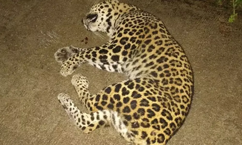 ಬೈಕ್‌ಗೆ ಅಡ್ಡ ಬಂದ ಚಿರತೆ; ಸವಾರನಿಗೆ ಗಂಭೀರ ಗಾಯ, ಚಿರತೆ ಸಾವು