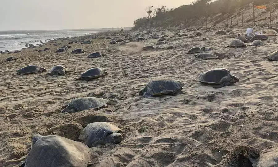 ಕರ್ನಾಟಕ ಕರಾವಳಿಯಲ್ಲಿ ಕಡಲಾಮೆಗಳು ಅವಸಾನದತ್ತ: ಸಿಎಂಎಫ್‌ಆರ್‌ಐ ಅಧ್ಯಯನ ವರದಿ ಎಚ್ಚರಿಕೆ