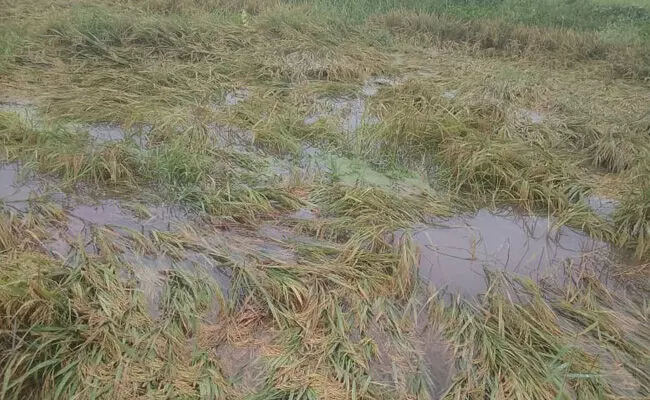 ಅಕಾಲಿಕ ಮಳೆಗೆ ತತ್ತರಿಸಿದ ರೈತರು, ನೆಲಕಚ್ಚಿದ ಭತ್ತ, ಹತ್ತಿ ಬೆಳೆ