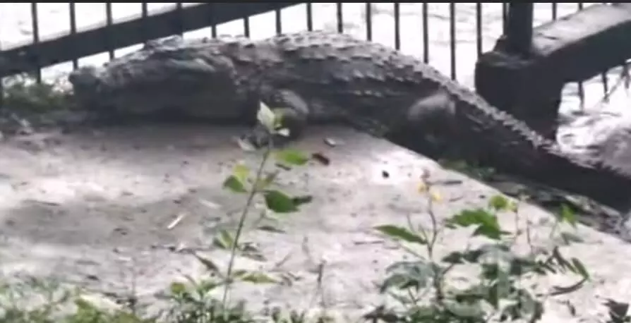 ದಾಂಡೇಲಿ ಪ್ರದೇಶದಲ್ಲಿ ಬೃಹತ್ ಗಾತ್ರದ ಮೊಸಳೆ ಪ್ರತ್ಯಕ್ಷ