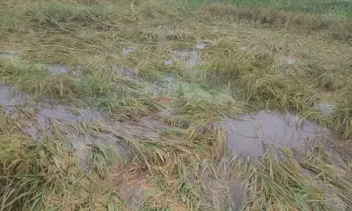 ಅಕಾಲಿಕ ಮಳೆಗೆ ತತ್ತರಿಸಿದ ರೈತರು, ನೆಲಕಚ್ಚಿದ ಭತ್ತ, ಹತ್ತಿ ಬೆಳೆ