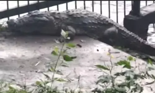 ದಾಂಡೇಲಿ ಪ್ರದೇಶದಲ್ಲಿ ಬೃಹತ್ ಗಾತ್ರದ ಮೊಸಳೆ ಪ್ರತ್ಯಕ್ಷ