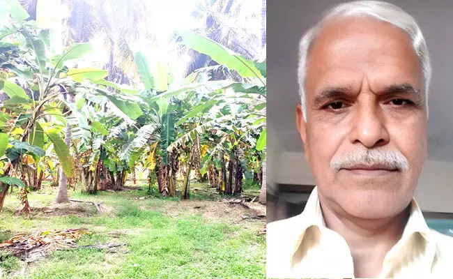 ನಿವೃತ್ತ ಬ್ಯಾಂಕ್ ಅಧಿಕಾರಿಯ ‘ಗುಂಪು ಬಾಳೆ’ ಕೃಷಿ ನಿವೃತ್ತ ಬ್ಯಾಂಕ್ ಅಧಿಕಾರಿಯ ‘ಗುಂಪು ಬಾಳೆ’ ಕೃಷಿ