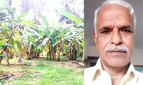 ನಿವೃತ್ತ ಬ್ಯಾಂಕ್ ಅಧಿಕಾರಿಯ ‘ಗುಂಪು ಬಾಳೆ’ ಕೃಷಿ