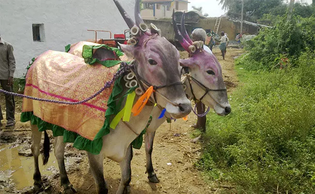 ಆಣೀ ಪಿಣೀ ಜಾಂದೋ ಸೇರ ಖೊಬ್ರಿ ಭಿರಾಂಜೋ