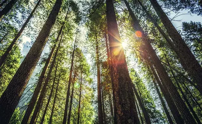 ಸ್ಥಳಾಂತರದಿಂದ ಅರಣ್ಯವಾಸಿಗಳನ್ನು ರಕ್ಷಿಸುವಂತೆ ರಾಜ್ಯಗಳಿಗೆ ಕೇಂದ್ರ ಸರಕಾರ ಸೂಚನೆ