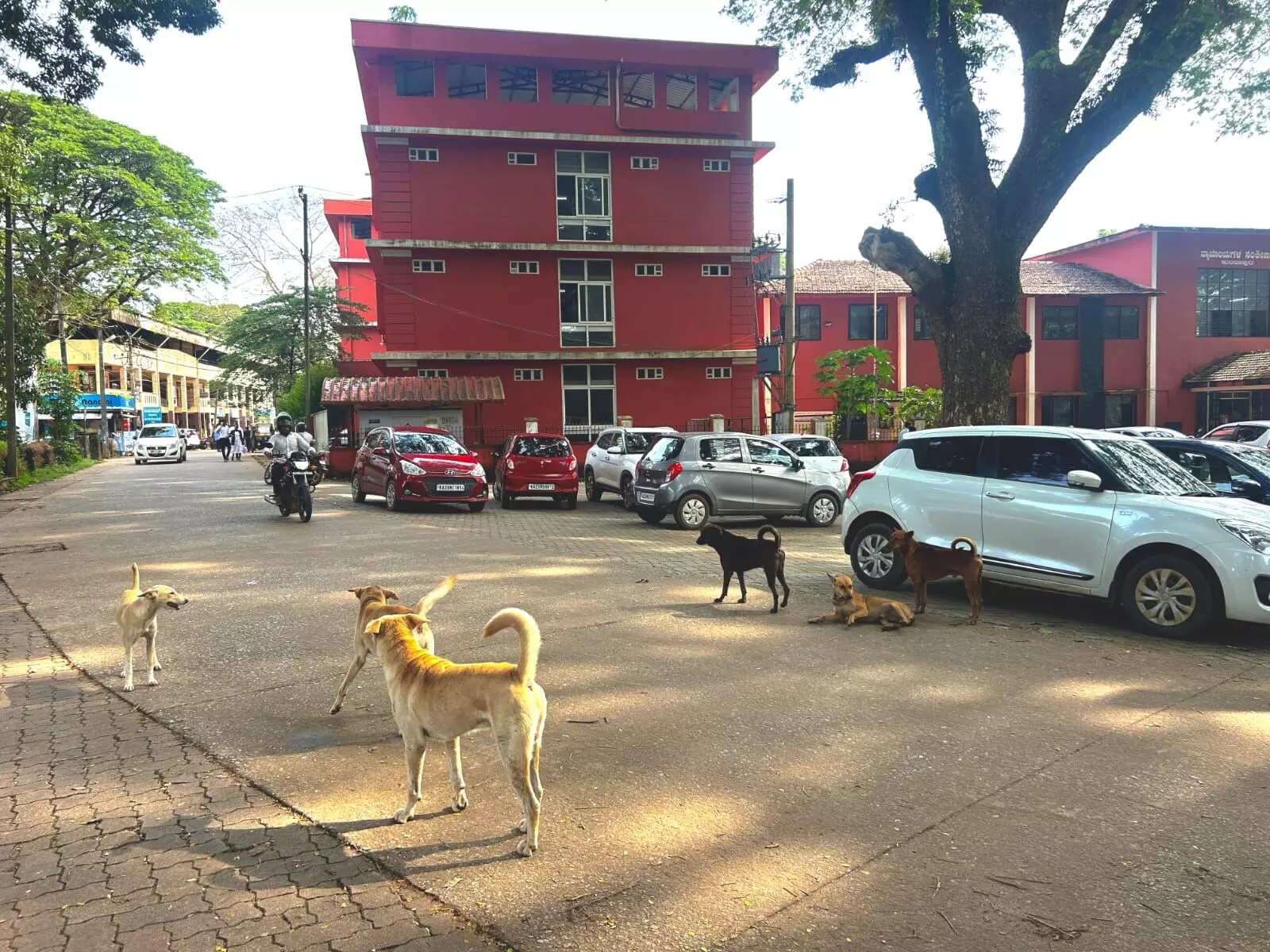 ಕುಂದಾಪುರ ಸರಕಾರಿ ಕಚೇರಿ, ನ್ಯಾಯಾಲಯ ಆವರಣದಲ್ಲಿ ಬೀದಿನಾಯಿಗಳ ಹಾವಳಿ! ಕುಂದಾಪುರ ಸರಕಾರಿ ಕಚೇರಿ, ನ್ಯಾಯಾಲಯ ಆವರಣದಲ್ಲಿ ಬೀದಿನಾಯಿಗಳ ಹಾವಳಿ!