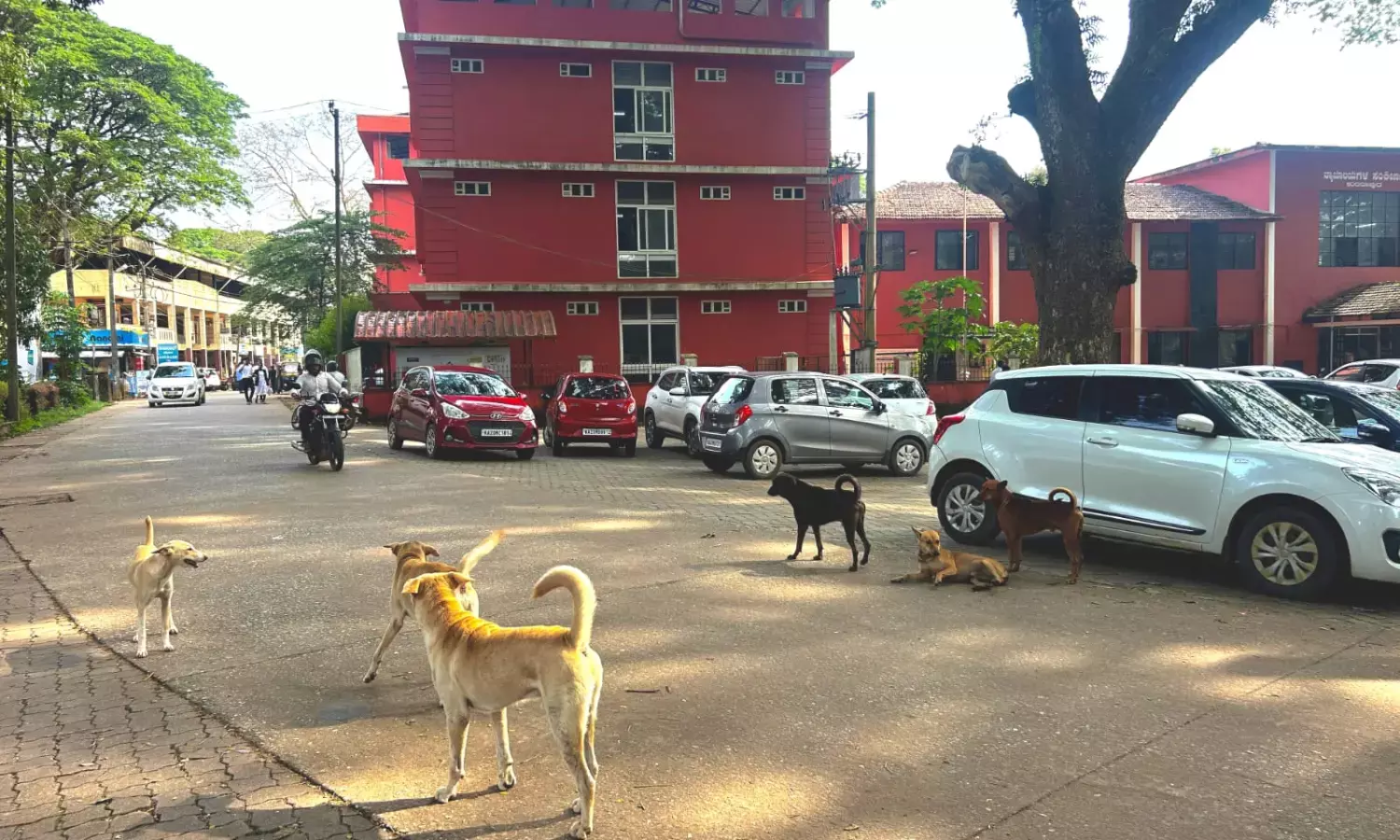 ಕುಂದಾಪುರ ಸರಕಾರಿ ಕಚೇರಿ, ನ್ಯಾಯಾಲಯ ಆವರಣದಲ್ಲಿ ಬೀದಿನಾಯಿಗಳ ಹಾವಳಿ!