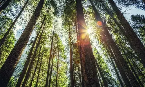 ಸ್ಥಳಾಂತರದಿಂದ ಅರಣ್ಯವಾಸಿಗಳನ್ನು ರಕ್ಷಿಸುವಂತೆ ರಾಜ್ಯಗಳಿಗೆ ಕೇಂದ್ರ ಸರಕಾರ ಸೂಚನೆ