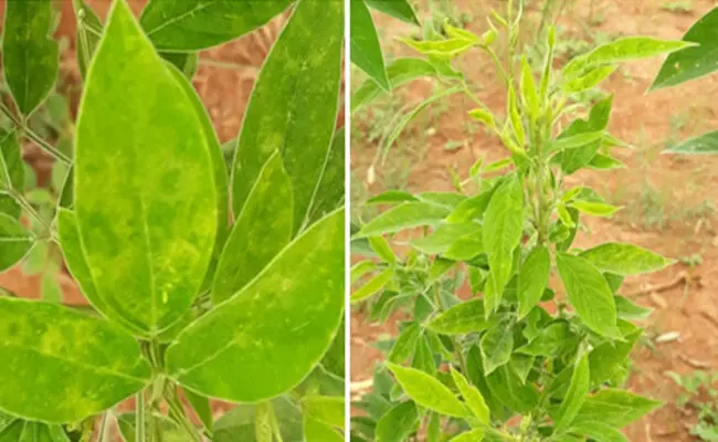 ಕಲಬುರಗಿ | ತೊಗರಿ ಬೆಳೆಯಲ್ಲಿ ಗೊಡ್ಡು ರೋಗದ ನಿರ್ವಹಣೆಗೆ ಕೃಷಿ ವಿಜ್ಞಾನಿಯಿಂದ ರೈತರಿಗೆ ಸಲಹೆ ಕಲಬುರಗಿ | ತೊಗರಿ ಬೆಳೆಯಲ್ಲಿ ಗೊಡ್ಡು ರೋಗದ ನಿರ್ವಹಣೆಗೆ ಕೃಷಿ ವಿಜ್ಞಾನಿಯಿಂದ ರೈತರಿಗೆ ಸಲಹೆ