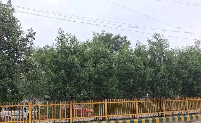 ಜಿಲ್ಲೆಯಾದ್ಯಂತ ಅನಾರೋಗ್ಯಕ್ಕೆ ಕಾರಣವಾಗುವ ವಿಷಕಾರಿ ದುಬೈ ಸಸಿಗಳನ್ನು ನೆಡುವುದು ಕೈಬಿಡಿ : ಬಿಎನ್‌ವಿ ಆಗ್ರಹ