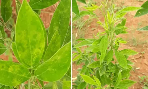 ಕಲಬುರಗಿ | ತೊಗರಿ ಬೆಳೆಯಲ್ಲಿ ಗೊಡ್ಡು ರೋಗದ ನಿರ್ವಹಣೆಗೆ ಕೃಷಿ ವಿಜ್ಞಾನಿಯಿಂದ ರೈತರಿಗೆ ಸಲಹೆ