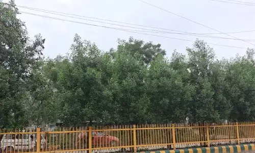 ಜಿಲ್ಲೆಯಾದ್ಯಂತ ಅನಾರೋಗ್ಯಕ್ಕೆ ಕಾರಣವಾಗುವ ವಿಷಕಾರಿ ದುಬೈ ಸಸಿಗಳನ್ನು ನೆಡುವುದು ಕೈಬಿಡಿ : ಬಿಎನ್‌ವಿ ಆಗ್ರಹ