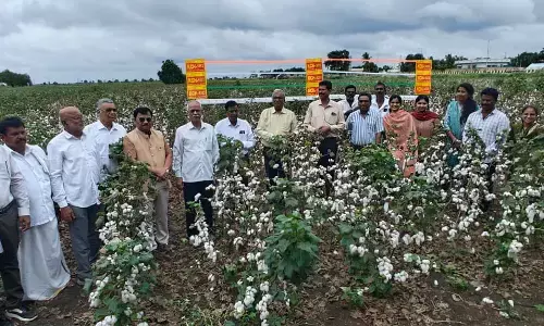 ರಾಯಚೂರಿನಲ್ಲಿ ಹತ್ತಿ ಬೆಳೆಯಲ್ಲಿ ಹೆಚ್ಚಿನ ಸಾಂದ್ರತೆಯ ನಾಟಿ ಪದ್ಧತಿಯ ಕ್ಷೇತ್ರೋತ್ಸವ, ರೈತರ ಸಂವಾದ ಯಶಸ್ವಿ