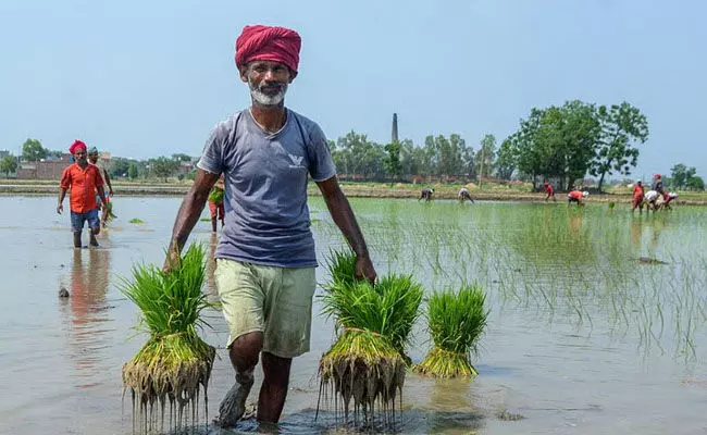 ಮಹಾರಾಷ್ಟ್ರ | ಸರಕಾರಿ ಬೆಳೆ ವಿಮೆ ಯೋಜನೆಯಡಿ 3ರಿಂದ 21ರೂ. ಸ್ವೀಕರಿಸಿದ ರೈತರು : ನಮ್ಮ ವಿಡಂಬನೆ ಎಂದು ಆಕ್ರೋಶ