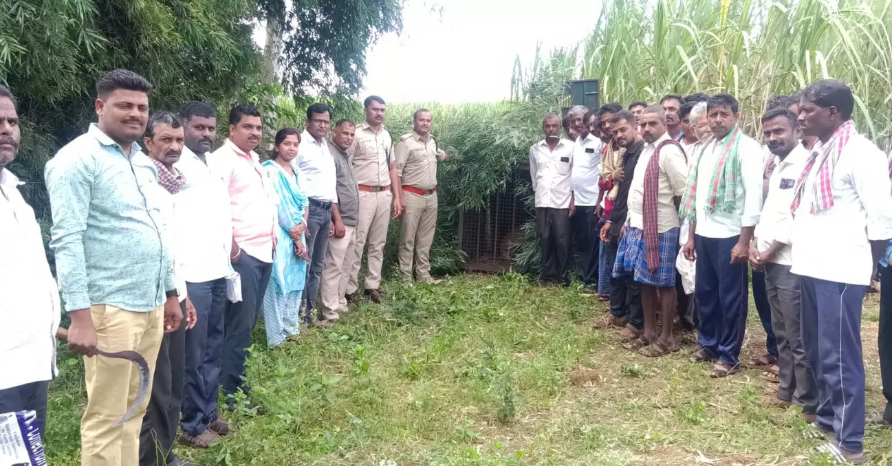 ಬೆಳಗಾವಿ | ಕಿತ್ತೂರು ತಾಲೂಕಿನ ಕಲಭಾವಿಯಲ್ಲಿ ಚಿರತೆ ಪ್ರತ್ಯಕ್ಷ ; ಗ್ರಾಮಸ್ಥರಲ್ಲಿ ಆತಂಕ ಬೆಳಗಾವಿ | ಕಿತ್ತೂರು ತಾಲೂಕಿನ ಕಲಭಾವಿಯಲ್ಲಿ ಚಿರತೆ ಪ್ರತ್ಯಕ್ಷ ; ಗ್ರಾಮಸ್ಥರಲ್ಲಿ ಆತಂಕ