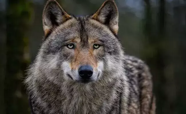 ಬೀದರ್ | ತೋಳ ದಾಳಿ : ಬಾಲಕ ಸೇರಿ ನಾಲ್ವರಿಗೆ ಗಾಯ