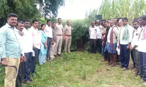 ಬೆಳಗಾವಿ | ಕಿತ್ತೂರು ತಾಲೂಕಿನ ಕಲಭಾವಿಯಲ್ಲಿ ಚಿರತೆ ಪ್ರತ್ಯಕ್ಷ ; ಗ್ರಾಮಸ್ಥರಲ್ಲಿ ಆತಂಕ