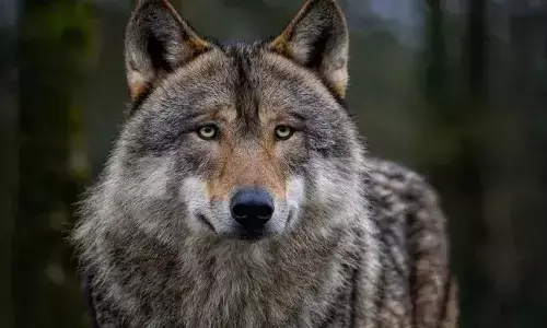 ಬೀದರ್ | ತೋಳ ದಾಳಿ : ಬಾಲಕ ಸೇರಿ ನಾಲ್ವರಿಗೆ ಗಾಯ