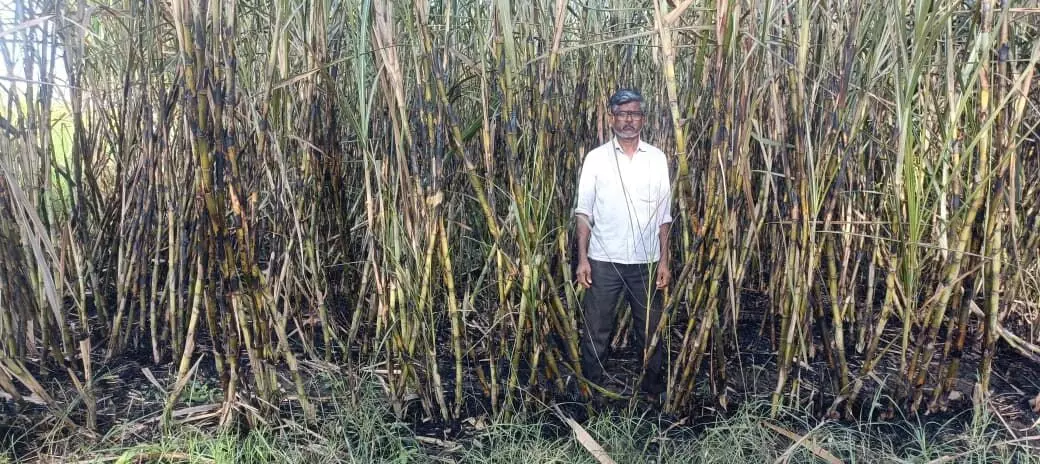 ಬೀದರ್ | ಶಾರ್ಟ್ ಸರ್ಕ್ಯೂಟ್ ನಿಂದ ಕಬ್ಬಿಗೆ ಬೆಂಕಿ