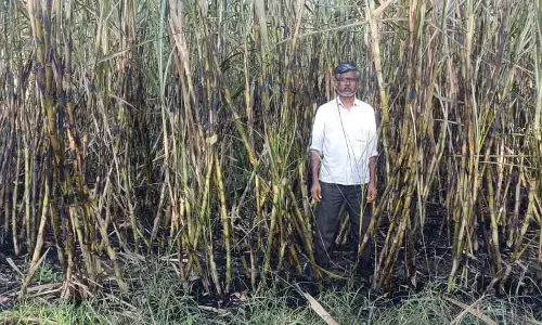 ಬೀದರ್ | ಶಾರ್ಟ್ ಸರ್ಕ್ಯೂಟ್ ನಿಂದ ಕಬ್ಬಿಗೆ ಬೆಂಕಿ