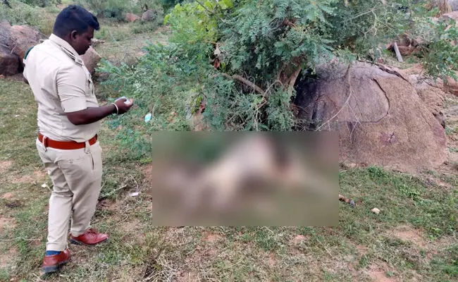 ಅರಕೇರಾ | ಹಸುವಿನ ಮೇಲೆ ಚಿರತೆ ದಾಳಿ ಅರಕೇರಾ | ಹಸುವಿನ ಮೇಲೆ ಚಿರತೆ ದಾಳಿ