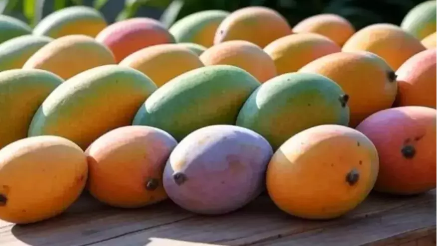 2.5ಲಕ್ಷ ಮೆಟ್ರಿಕ್ ಟನ್ ಮಾವಿನ ಹಣ್ಣು ಖರೀದಿಗೆ ಕೇಂದ್ರ ಅನುಮೋದನೆ 2.5ಲಕ್ಷ ಮೆಟ್ರಿಕ್ ಟನ್ ಮಾವಿನ ಹಣ್ಣು ಖರೀದಿಗೆ ಕೇಂದ್ರ ಅನುಮೋದನೆ