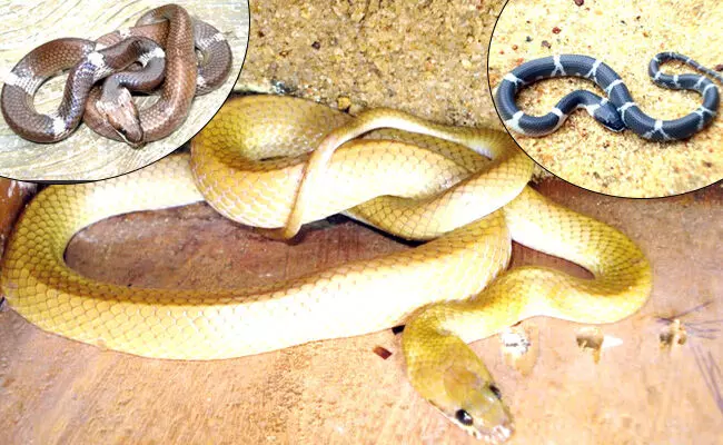 ಉಡುಪಿಯಲ್ಲಿ ಕಾಣಸಿಗುವ ಅಪರೂಪದ ತೋಳ ಹಾವು !