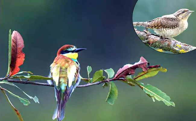 ವಿದೇಶಿ ಹಕ್ಕಿಗಳ ತಾಣವಾದ ಚಿನ್ನದ ನಾಡು