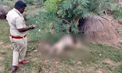 ಅರಕೇರಾ | ಹಸುವಿನ ಮೇಲೆ ಚಿರತೆ ದಾಳಿ