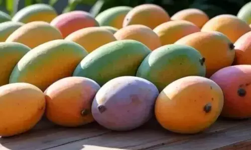 2.5ಲಕ್ಷ ಮೆಟ್ರಿಕ್ ಟನ್ ಮಾವಿನ ಹಣ್ಣು ಖರೀದಿಗೆ ಕೇಂದ್ರ ಅನುಮೋದನೆ