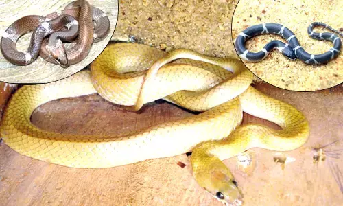 ಉಡುಪಿಯಲ್ಲಿ ಕಾಣಸಿಗುವ ಅಪರೂಪದ ತೋಳ ಹಾವು !