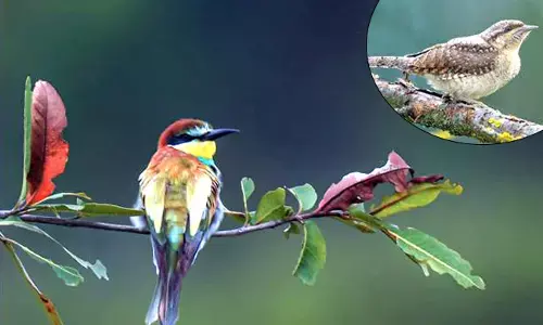 ವಿದೇಶಿ ಹಕ್ಕಿಗಳ ತಾಣವಾದ ಚಿನ್ನದ ನಾಡು