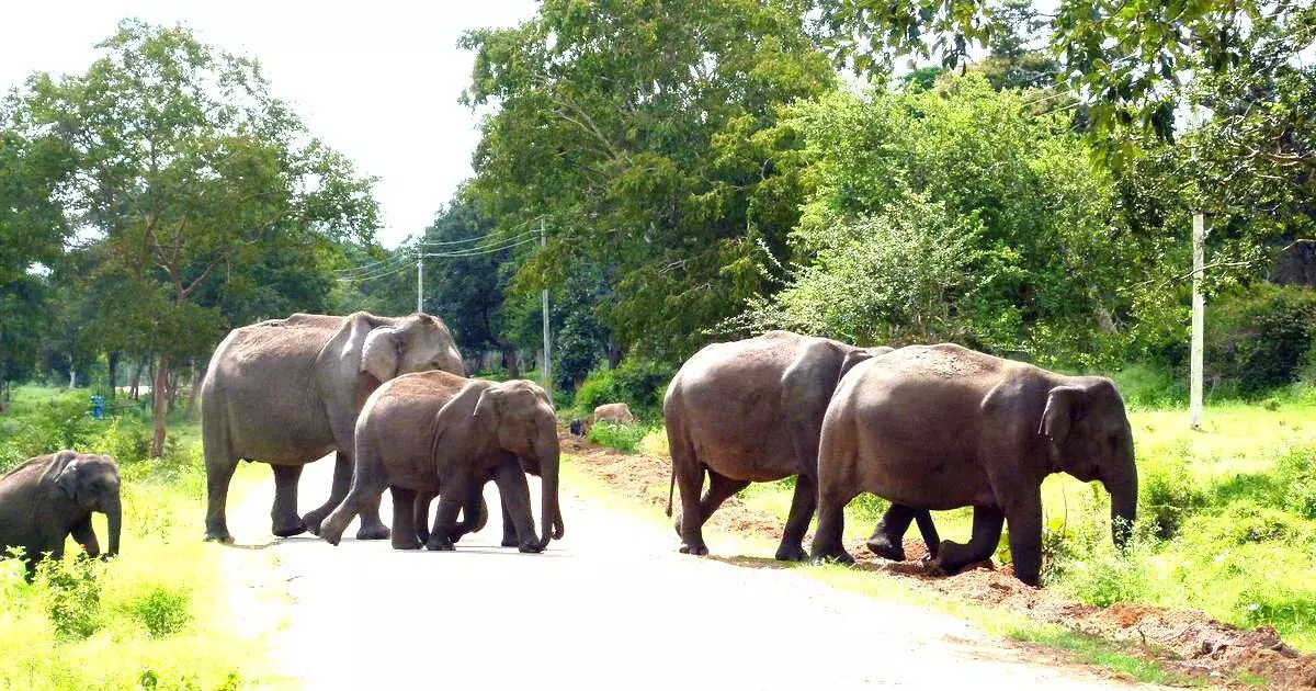 ಕಾಡಿನಲ್ಲಿದ್ದ ಆನೆಗಳು ಮನೆ ಬಾಗಿಲಿಗೆ | ಮಲೆನಾಡಿನಲ್ಲಿ ನಿಲ್ಲದ ಉಪಟಳ; ಶಾಶ್ವತ ಪರಿಹಾರ ಮರೀಚಿಕೆ