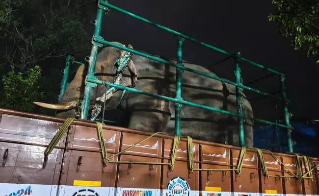 ಕುದುರೆಮುಖ | ಇಬ್ಬರ ಜೀವ ಬಲಿ ಪಡೆದಿದ್ದ ಕಾಡಾನೆ ಕೊನೆಗೂ ಸೆರೆ ಕುದುರೆಮುಖ | ಇಬ್ಬರ ಜೀವ ಬಲಿ ಪಡೆದಿದ್ದ ಕಾಡಾನೆ ಕೊನೆಗೂ ಸೆರೆ