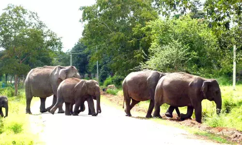 ಕಾಡಿನಲ್ಲಿದ್ದ ಆನೆಗಳು ಮನೆ ಬಾಗಿಲಿಗೆ | ಮಲೆನಾಡಿನಲ್ಲಿ ನಿಲ್ಲದ ಉಪಟಳ; ಶಾಶ್ವತ ಪರಿಹಾರ ಮರೀಚಿಕೆ