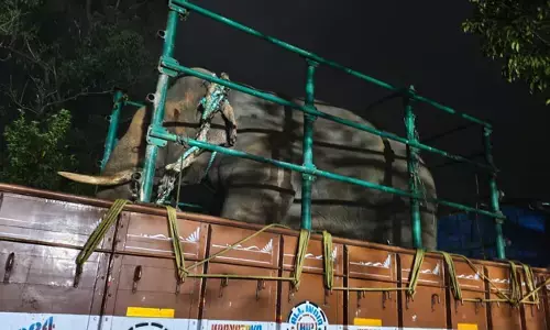 ಕುದುರೆಮುಖ | ಇಬ್ಬರ ಜೀವ ಬಲಿ ಪಡೆದಿದ್ದ ಕಾಡಾನೆ ಕೊನೆಗೂ ಸೆರೆ