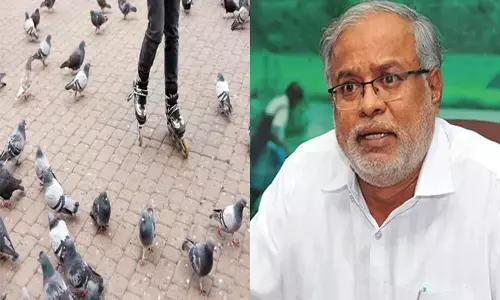 ಪಾರಿವಾಳಗಳ ಹೆಚ್ಚಳದಿಂದ ಆರೋಗ್ಯ ಸಮಸ್ಯೆ; ಕ್ರಮ ಕೈಗೊಳ್ಳುವಂತೆ ಶಾಸಕ ಸುರೇಶ್ ಕುಮಾರ್ ಒತ್ತಾಯ